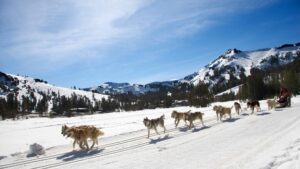 chien de traineau en montagne
