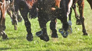 Course de chevaux